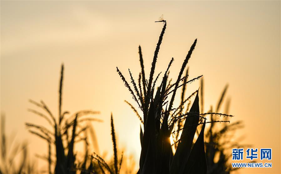 （在習(xí)近平新時(shí)代中國(guó)特色社會(huì)主義思想指引下&mdash;&mdash;新時(shí)代新作為新篇章&middot;習(xí)近平總書(shū)記關(guān)切事&middot;圖文互動(dòng)）（1）為黑土加&ldquo;油&rdquo;&mdash;&mdash;&ldquo;耕地中的大熊貓&rdquo;，我們這樣保護(hù)