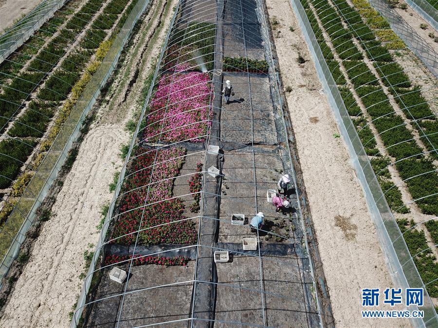 （新華全媒頭條·走向我們的小康生活·圖文互動）（1）“苦甲”不再，“甘味”綿長——脫貧攻堅的甘肅味道