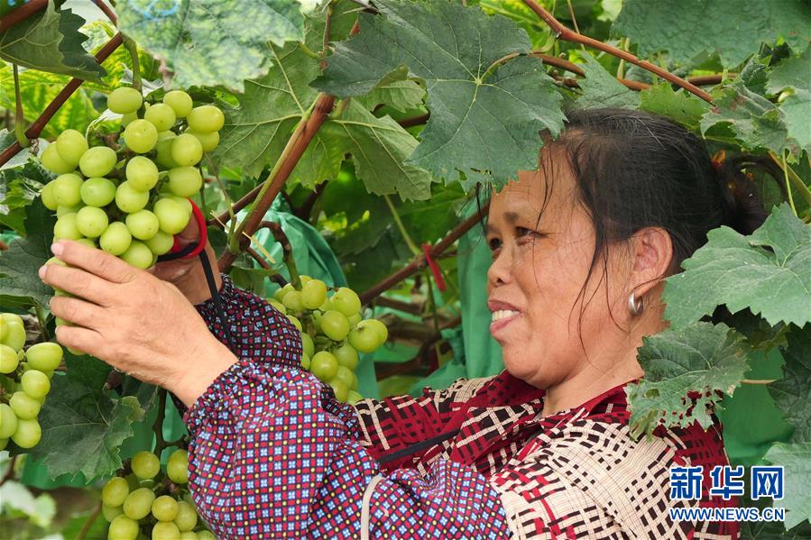 （決戰(zhàn)決勝脫貧攻堅(jiān)·圖文互動(dòng)）（2）同飲一江水 攜手“斬窮根”——深圳對口廣西河池、百色扶貧協(xié)作見聞