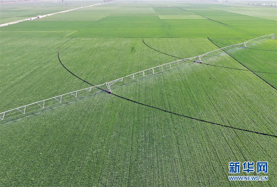 (在習近平新時代中國特色社會主義思想指引下——新時代新作為新篇章·習近平總書記關切事·圖文互動)(4)新農事、新希望——夏收前田間新動態掃描