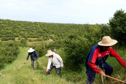 &ldquo;一畝油茶百斤油，又娶媳婦又蓋樓&rdquo;&mdash;&mdash;河南光山走上生態富民路