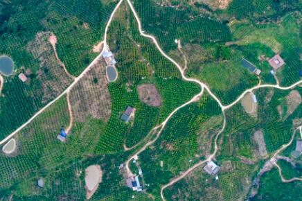 金沙江畔新華坪：黑色轉綠色，荒山變金山