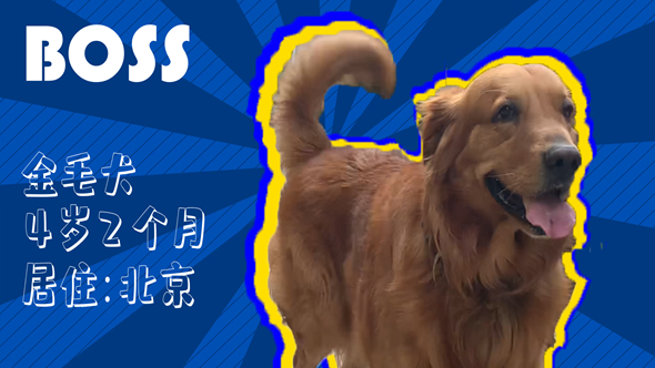 有效拴繩&科學(xué)遛狗——如何文明養(yǎng)犬？“撿屎官”們快看過來！