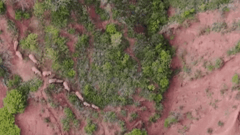 “象”往何方？ 象群正翻山南行 當地有序疏散群眾