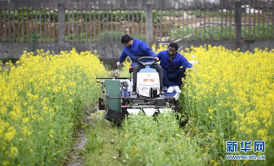 (在習(xí)近平新時代中國特色社會主義思想指引下——新時代新作為新篇章·總書記關(guān)切開放事·圖文互動)(10)來中國“學(xué)種地”的“洋學(xué)生”