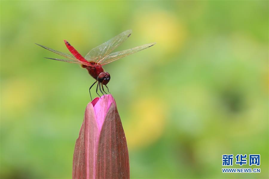 （國際&middot;年終報道）（7）2019，精&ldquo;彩&rdquo;紛呈