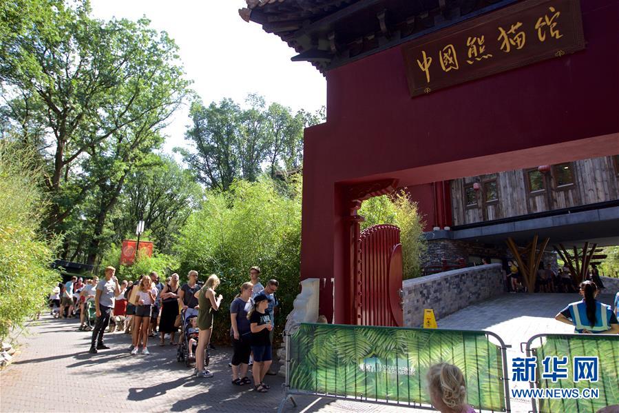 （國際&middot;圖文互動）（2）旅荷大熊貓寶寶取名&ldquo;梵星&rdquo;